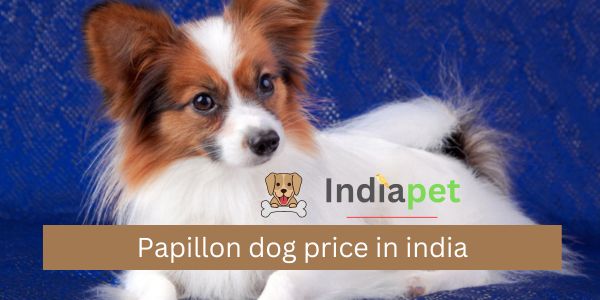 Papillon dog price in india