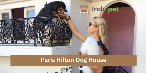 Paris Hilton Dog House