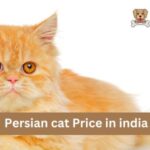 Persian cat Price in india