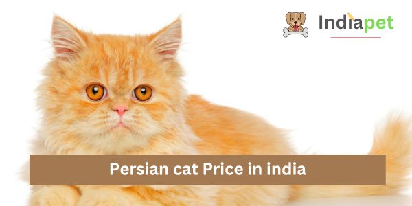 Persian cat Price in india