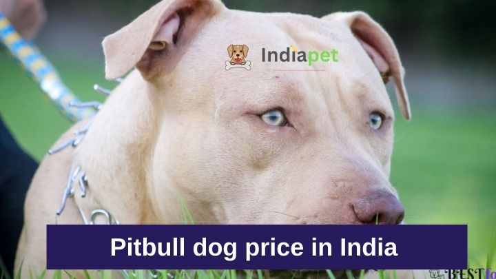 Pitbull dog price in India