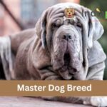 Master Dog Breed