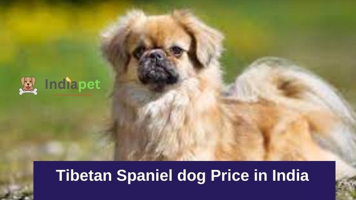 Tibetan Spaniel dog Price in India