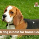 Which dog is best for home Security