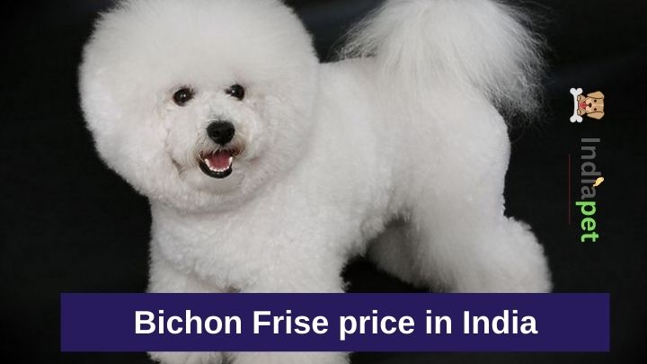 bichon frise price in india