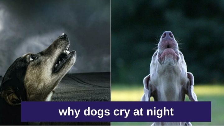 why dogs cry at night