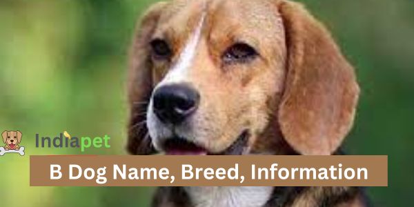 B Dog Name Breed