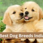 Best Dog Breeds India