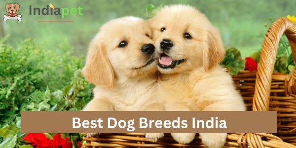 Best Dog Breeds India