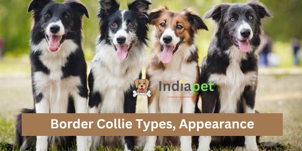 Border Collie Types, Appearance