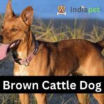 Brown Cattle Dog