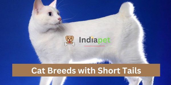 Cat Breeds with Short Tails