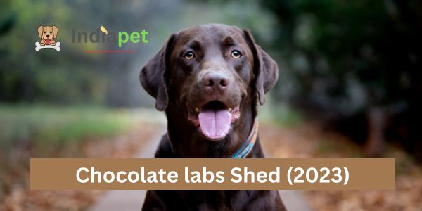 Chocolate labs Shed (2023)