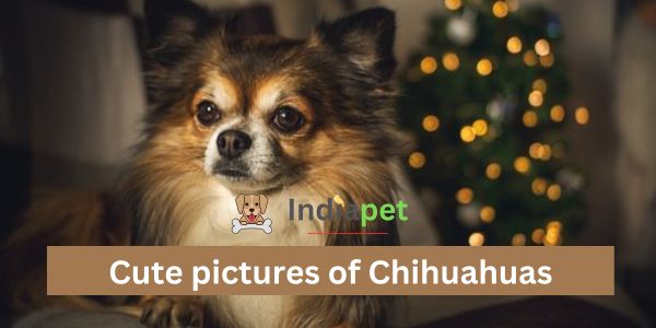 Cute pictures of Chihuahuas