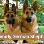 Friendly German Shepherd