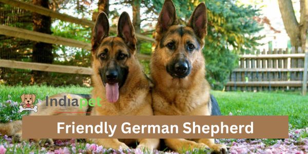 Friendly German Shepherd