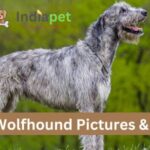 Irish Wolfhound Pictures