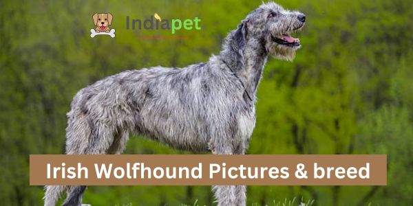 Irish Wolfhound Pictures