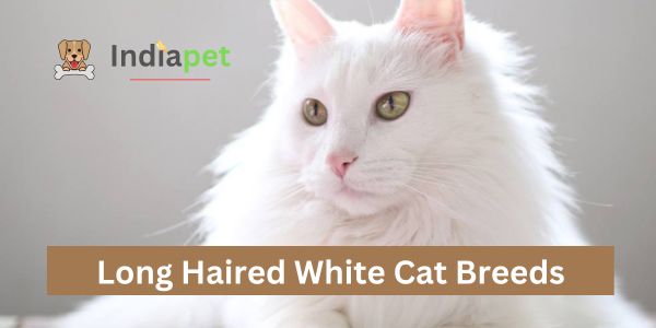 Long Haired White Cat Breeds