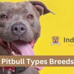 Pitbull Types Breeds