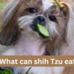 What can shih Tzu eat