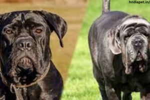 Cane corso vs neapolitan mastiff