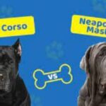 Cane corso vs Neapolitan mastiff