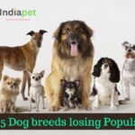 5 Dog breeds losing Popularity