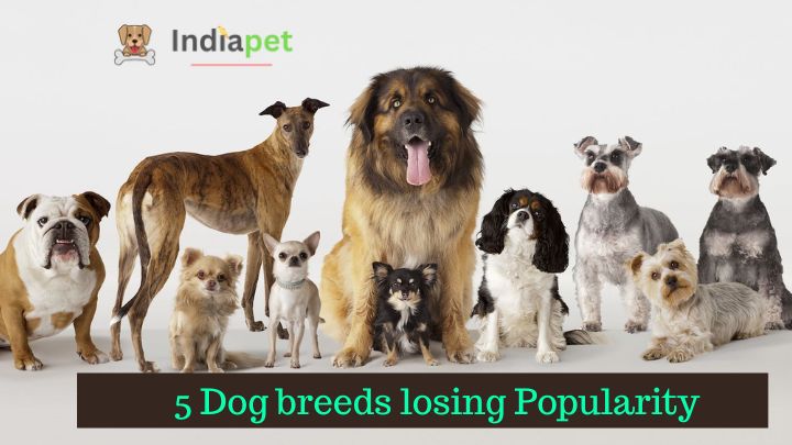 5 Dog breeds losing Popularity