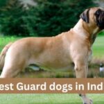 Best Guard dogs in India