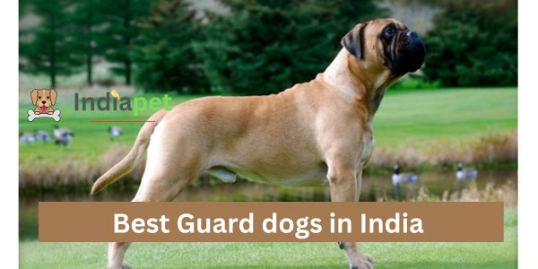Best Guard dogs in India