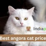 Best angora cat price