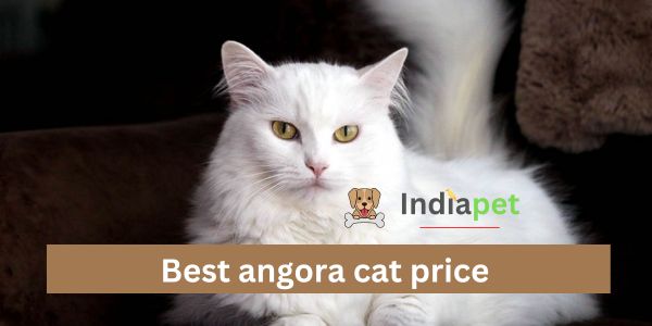 Best angora cat price