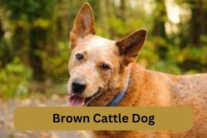 Brown Cattle Dog