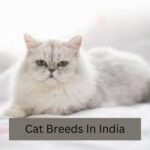 Cat Breeds In India