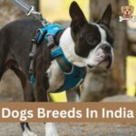 Dogs Breeds In India