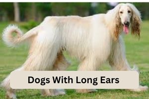 Dogs With Long Ears 