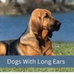 Dogs With Long Ears