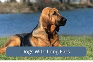 Dogs With Long Ears