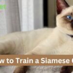 How to Train a Siamese Cat