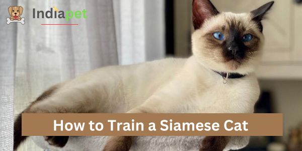 How to Train a Siamese Cat