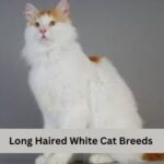 Long Haired White Cat Breeds