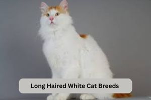 Long Haired White Cat Breeds