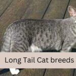 Long Tail Cat breeds