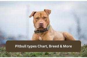 Pitbull types Chart, Breed & More