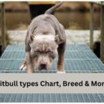 Pitbull types Chart, Breed & More