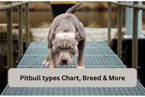 Pitbull types Chart, Breed & More