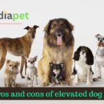 Pros and cons of elevated dog feeders