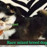 Rare mixed breed dogs