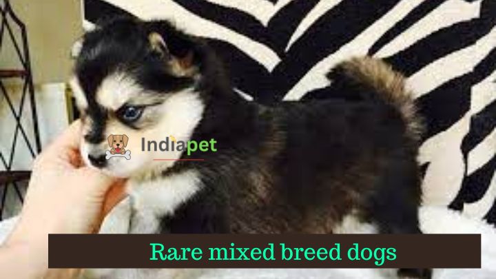 Rare mixed breed dogs